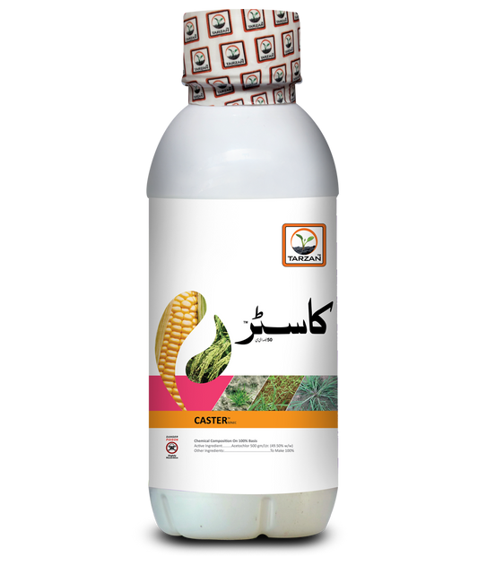 کیسٹر