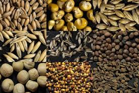 Seeds